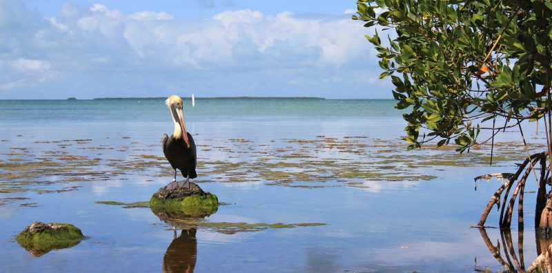 Photo for ESA Presents at the 39th Annual Florida Environmental Permitting Summer School
