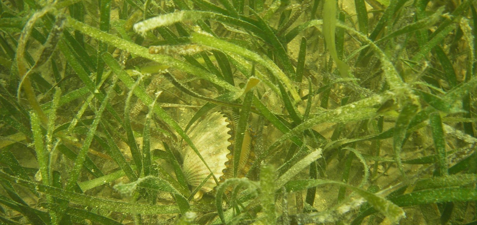 shark in seagrass