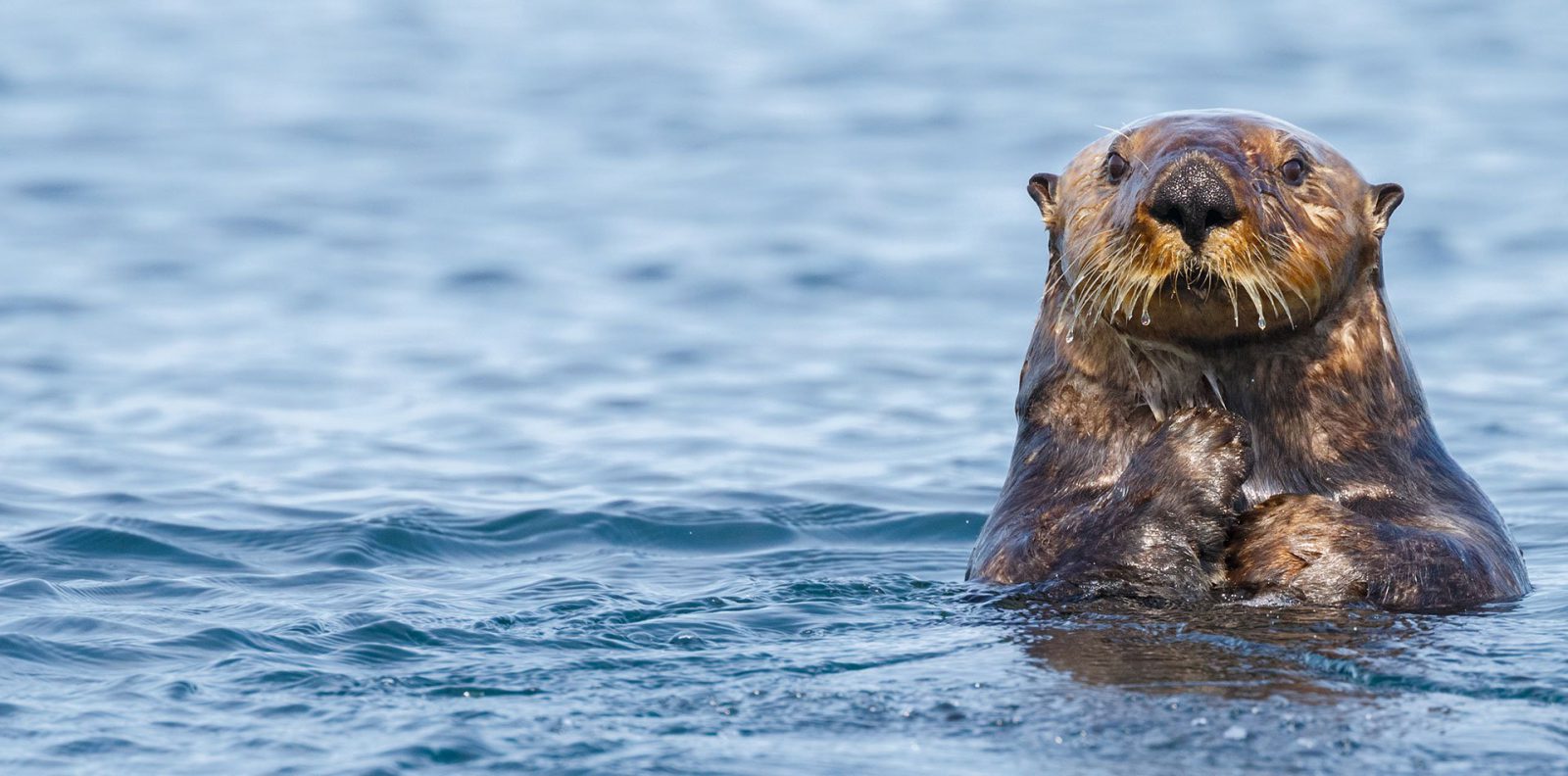 Image of otter peaking out of water